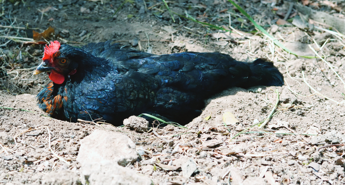 chicken-dust-bathing